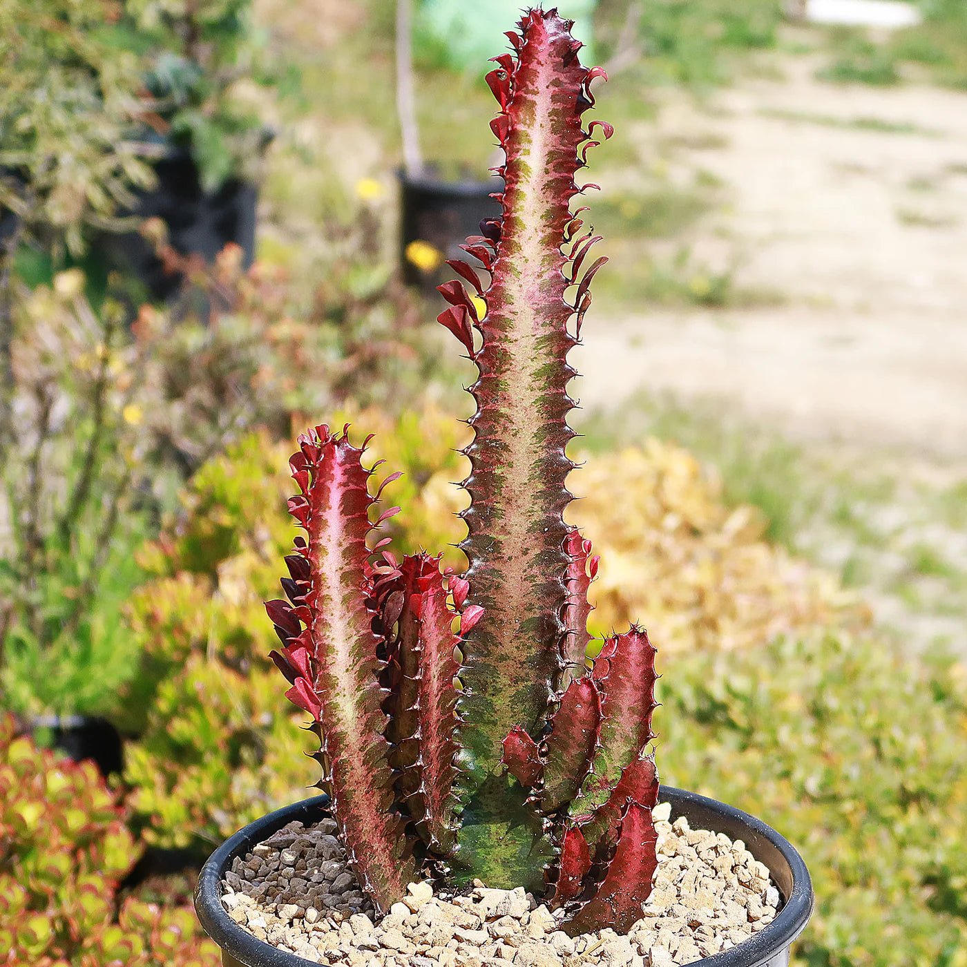 Trigonia Euphorbia Cactus