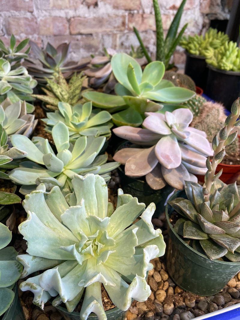 3" Succulents/Cacti