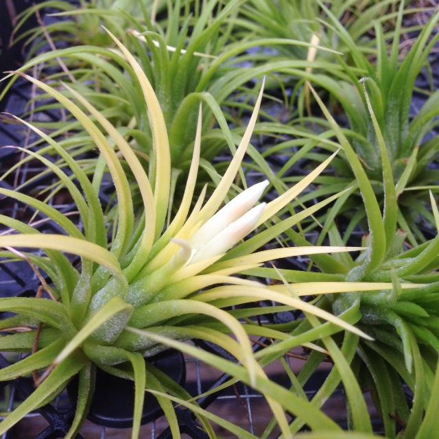 Ionantha Druid