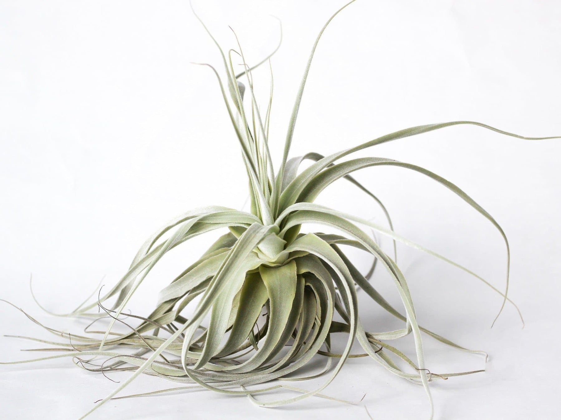 Straminea Straight Form Air Plant 8"