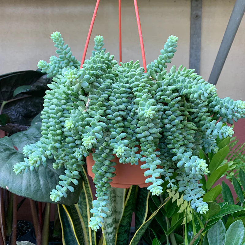burro's tail succulent for sale Burro's Tail Succulent 6"