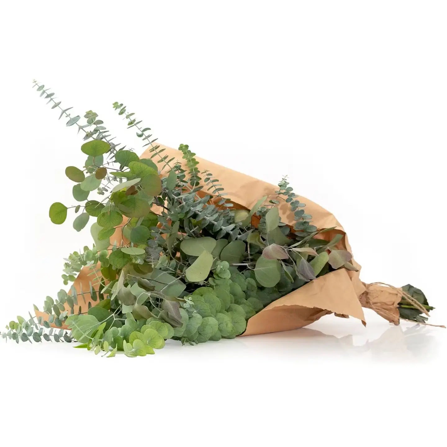 Fresh Silver Dollar & Baby Eucalyptus Mixed Bunch 10 Stems