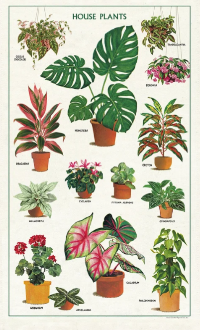 Tea Towel House Plant