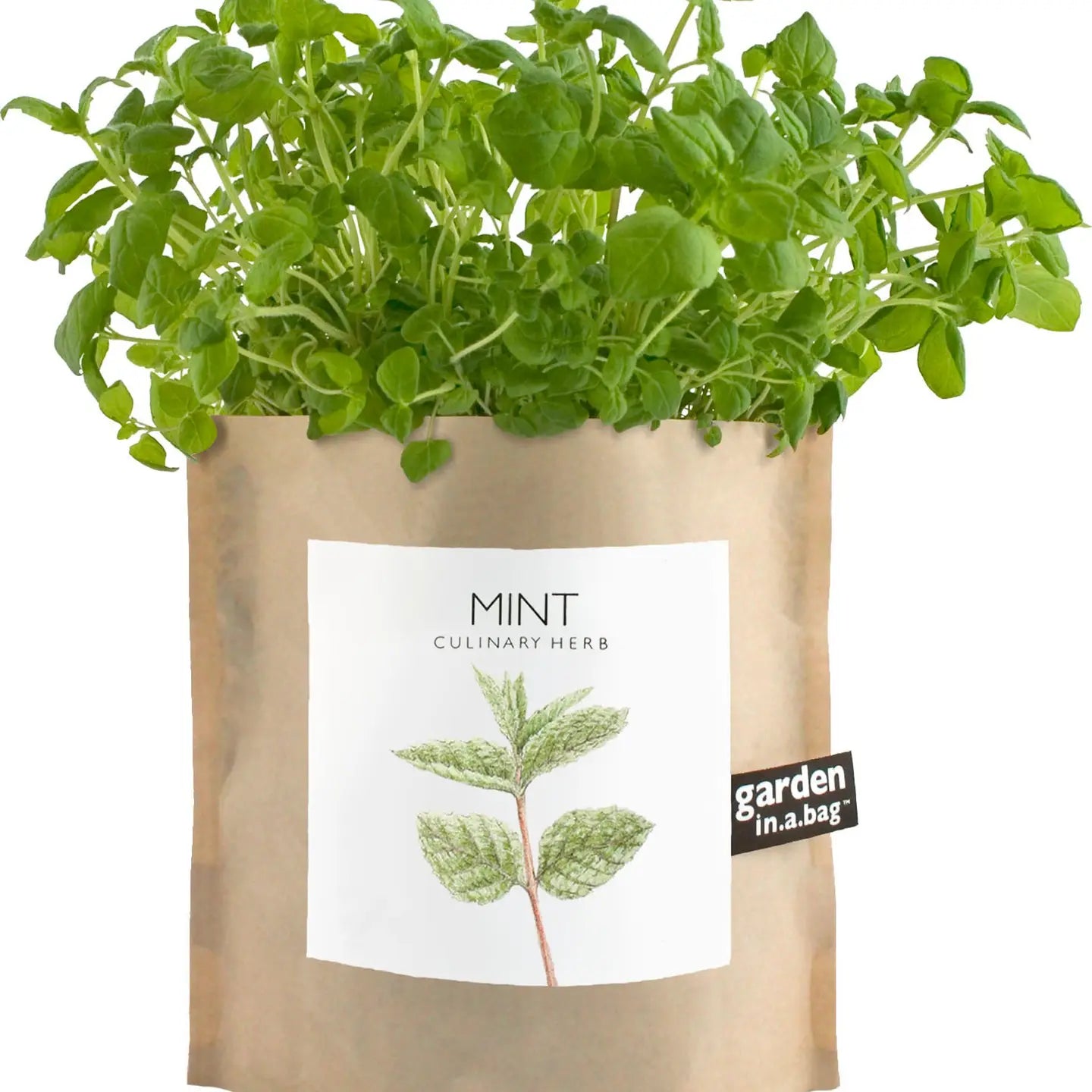 Garden in A Bag - Mint