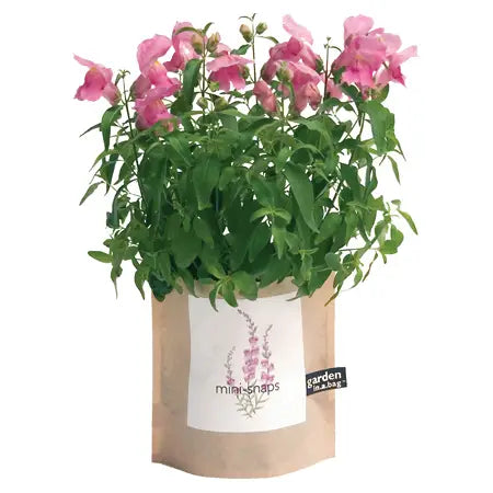 Garden in A Bag - Snapdragons
