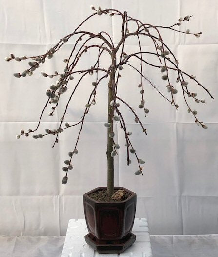 weeping pussy willow house plant Weeping Pussy Willow