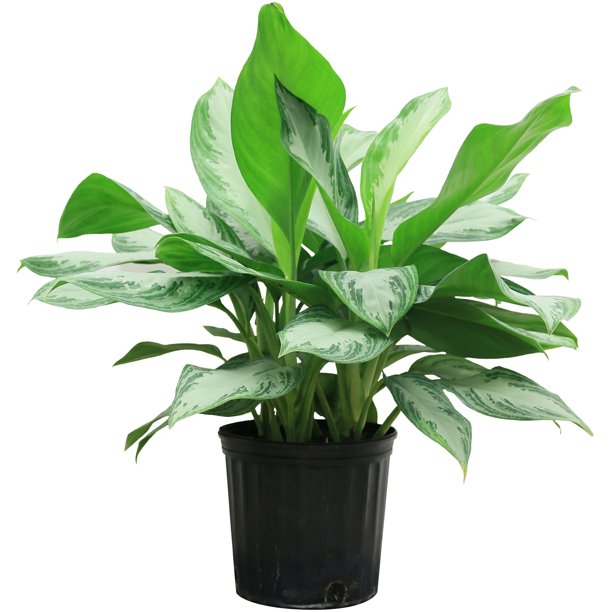 10" Chinese Evergreen