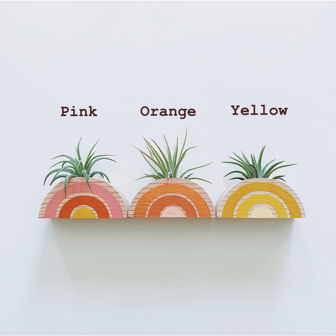 Rainbow Air Plant Magnetic Holder