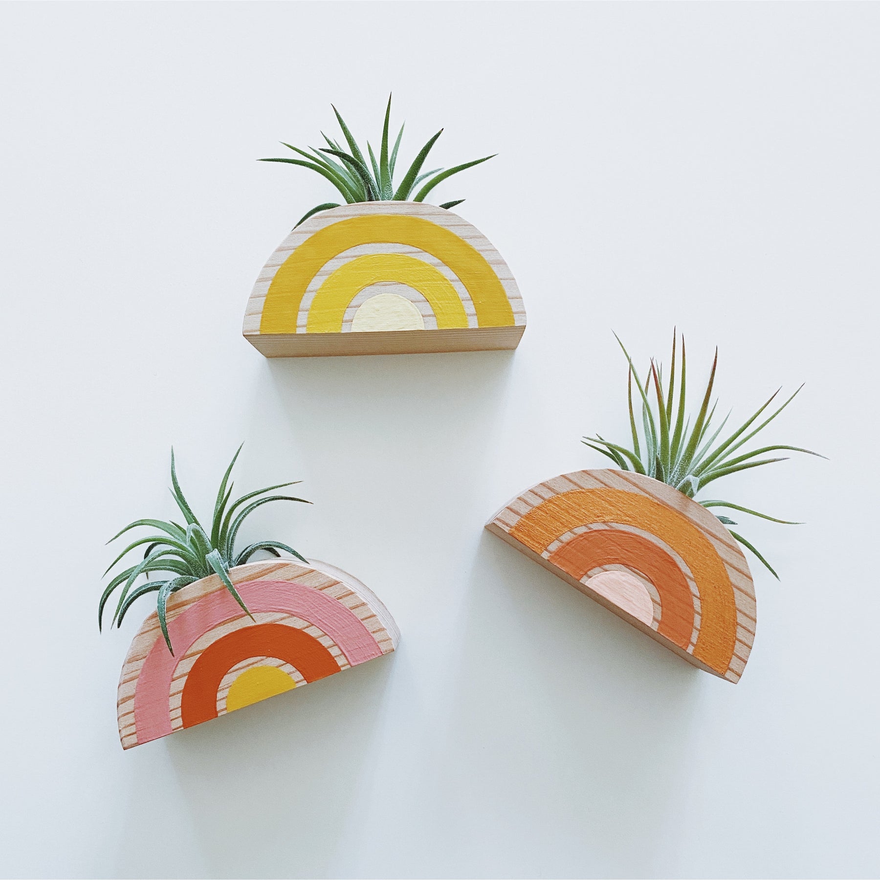 Rainbow Air Plant Magnetic Holder