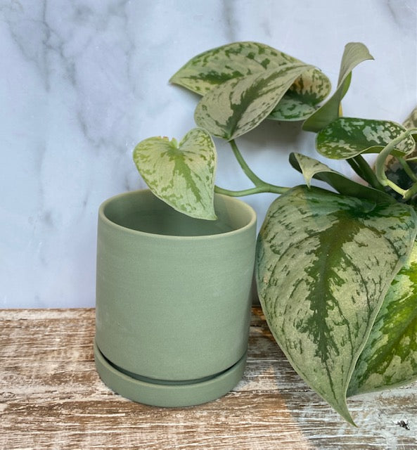 Dojo Pot & Saucer