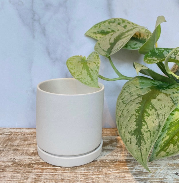 Dojo Pot & Saucer
