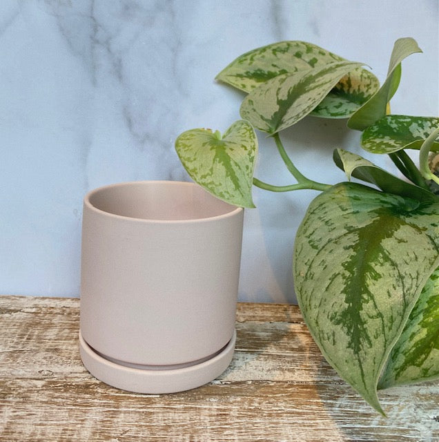 Dojo Pot & Saucer