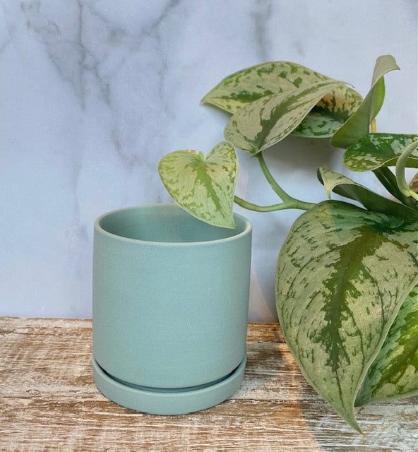 Dojo Pot & Saucer
