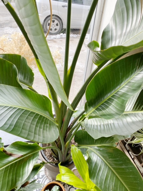 Bird of Paradise 14"