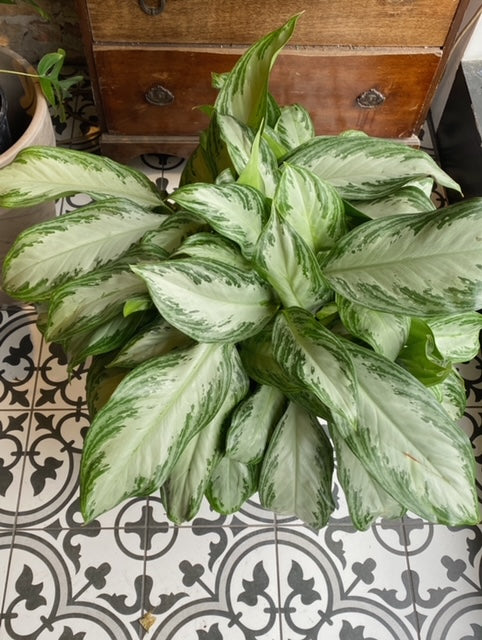 10" Chinese Evergreen
