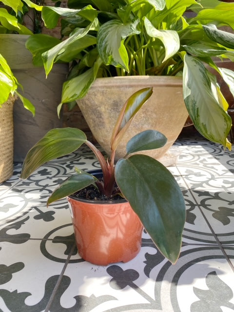 Black Cardinal Philodendron 6"