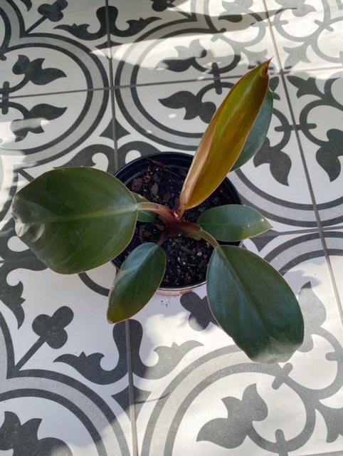 Black Cardinal Philodendron 6"