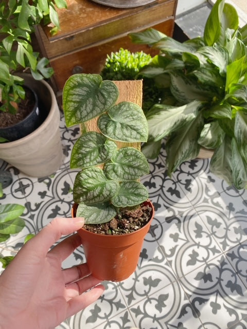 Monstera Dubia 4"