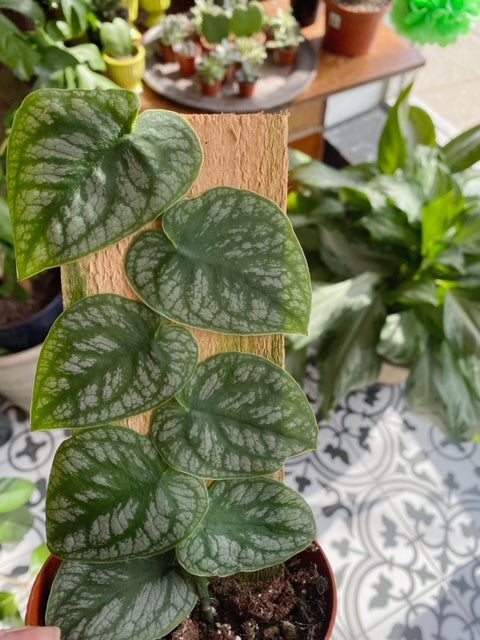 Monstera Dubia 4"