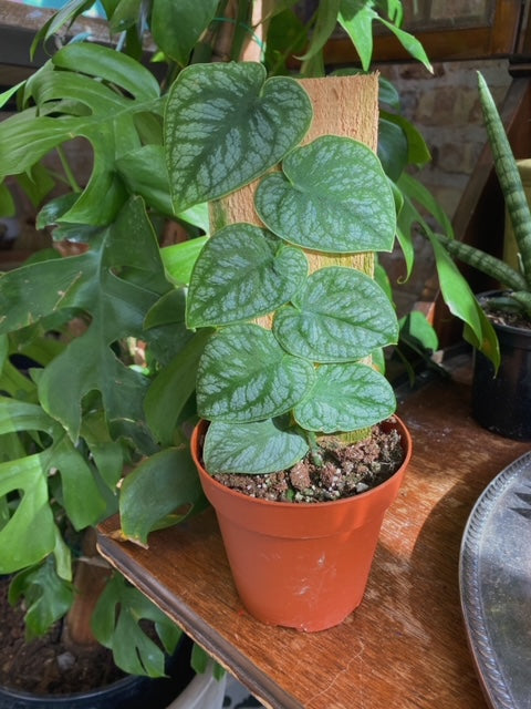 Monstera Dubia 4"