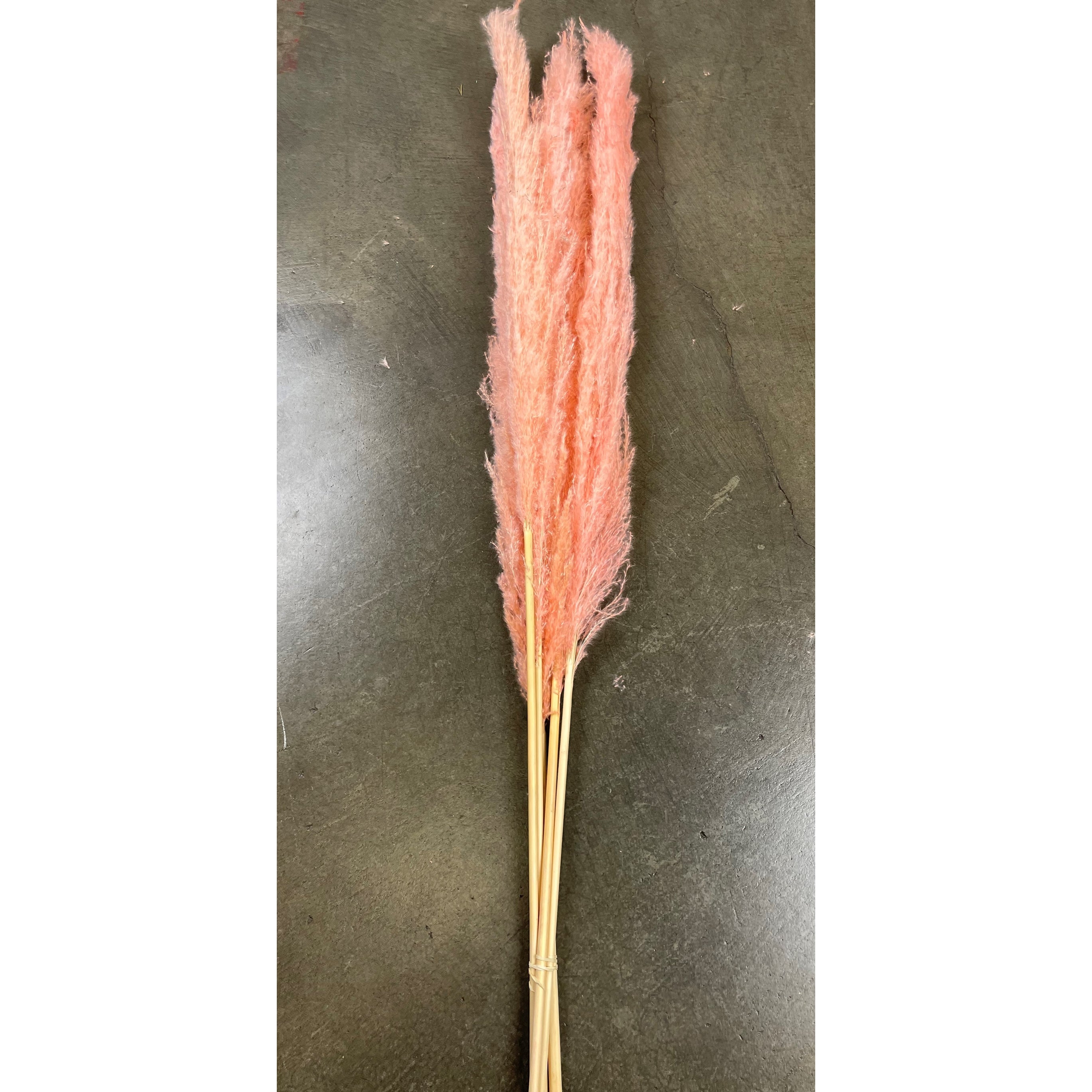 Flamingo Pink Pampas Grass