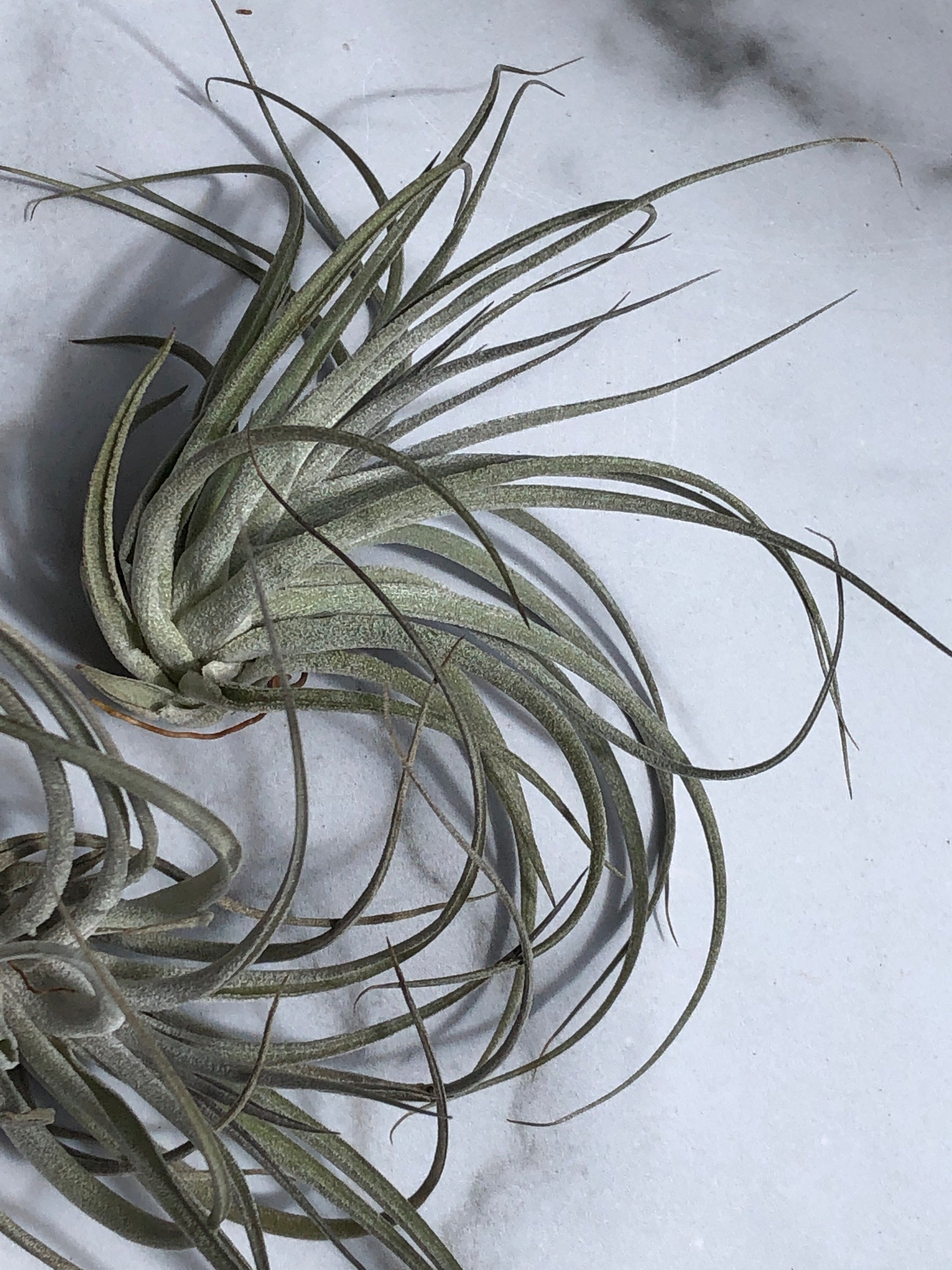 Tillandsia utriculata