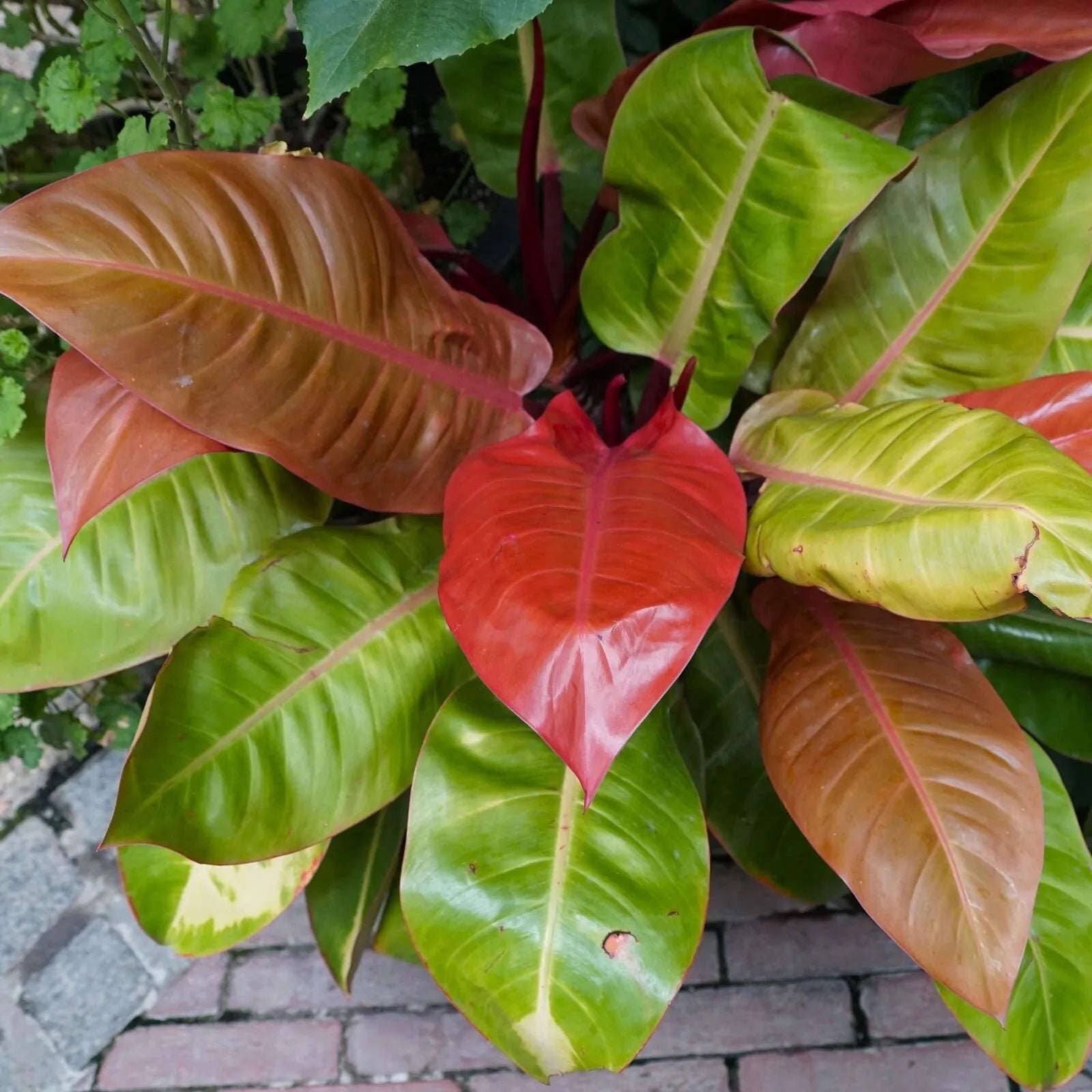 Orange Prince Philadendron 10"