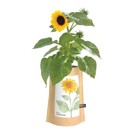 Garden in A Bag - Sunflower