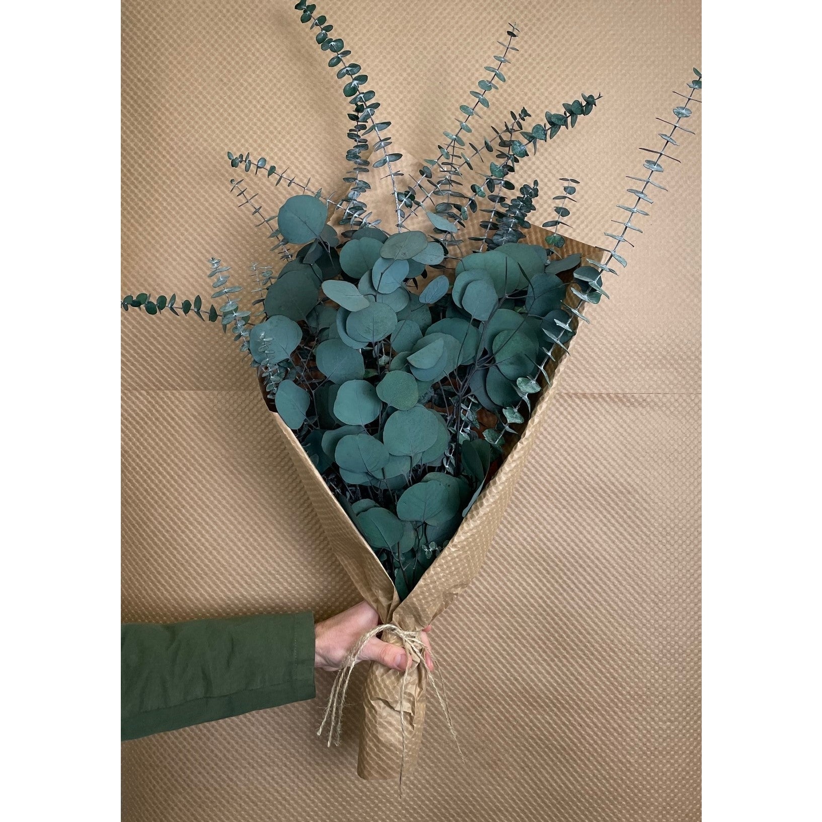 Silver Dollar & Baby Eucalyptus 8 ounce Preserved Bundle